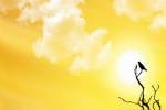 NCMS, longest day of the year, friday is the longest day of the year, Uae news