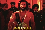 Animal movie updates, Animal film, record breaking nominations for animal, Bobby