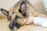 Pet Owners Are Warned About Outbreak Of Canine Influenza, Dog Owners Are Warned About Outbreak Of Canine Influenza, pet owners are warned about outbreak of canine influenza, Persistent cough