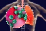 ACE2 and TNPRSS2, infection, new studies explain how the coronavirus enters our body, Cornea