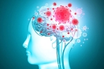 headache, brain organoids, coronavirus is capable of affecting the brain study, Brains