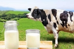Cow Milk Protein updates, Cow Milk Protein diabetes, can cow milk protein lead to type 1 diabetes, Vitamin d