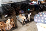 Kim Keon-hee, Dog Meat South Korea banned, consuming dog meat is a right of consumer choice, Dog meat