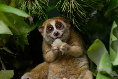 Cute But Deadly- The Critically Endangered Slow Lorises Cute But Deadly- The Critically Endangered Slow Lorises
