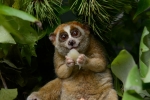 Animal, Animal, cute but deadly the critically endangered slow lorises, Extinct