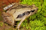 South Indian Frog Mucus Kills Flu Virus, Frog Mucus Kills Flu Virus, south indian frog mucus kills flu virus, Pesticides