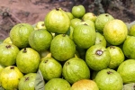 Guava bad for whom, Guava, who should be careful with guava, Smoothies