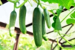 Cucumber breaking, Cucumber health, hack to grow cucumber is going viral for all the right reasons, Science