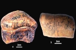 Hybodont Sharks, Jaisalmer, new species of jurassic age hybodont shark discovered in rajasthan, Shri krishna