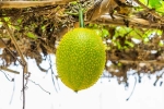 Snake Venom neutrailization, Snake Venom dangerous, this miraculous plant can neutralise snake venom in minutes, Walk