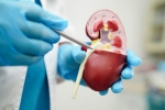 Creatinine Levels, Creatinine Levels breaking updates, tips to lower your creatinine levels, Creatine supplement