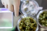 Apelin, Prevent Covid-19, lung damage from covid 19 can be prevented with cannabidiol, Lung function