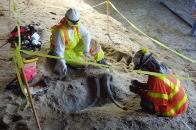 Mammoth fossils discovered in LA subway!