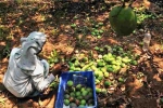 Karnataka, Mango Growers, nipah effect mango growers in karnataka faces tough time in export, Mango growers