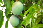 mango leaves for diabetes, mango leaves for diabetes, mango leaves seeds helps in reducing blood sugar and diabetes here s how, Mangoes