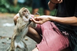 Monkey Bite health, Monkey Bite latest breaking, what to do after a monkey bite, Animal Monkey Bite health, Monkey Bite latest breaking, what to do after a monkey bite, Animal