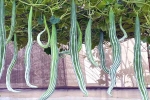 Snake Gourd healthy, Snake Gourd healthy, advantages of eating snake gourd, Lax