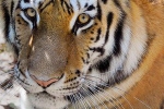 bronx zoo, novel coronavirus, bronx zoo tiger nadia the first animal tested positive for covid 19, Wild animals bronx zoo, novel coronavirus, bronx zoo tiger nadia the first animal tested positive for covid 19, Wild animals