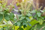 tulsi for skin benefits, how to use tulsi leaves for hair, tulsi for skin how this indian herb helps in making your skin acne free glowing, Toner