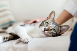 pet cats, coronavirus, two pet cats in new york test positive for covid 19, Dogs