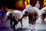 PAWS, Bill, use of wild animals for entertainment, Los angeles top story