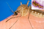 West Nile Virus symptoms, West Nile Virus deaths, russia warns of west nile virus, Joint pains