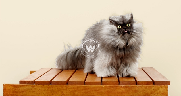 Meet world's hairiest puss - Colonel Meow},{Meet world's hairiest puss - Colonel Meow