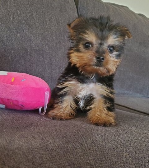 Teacup Yorkie...