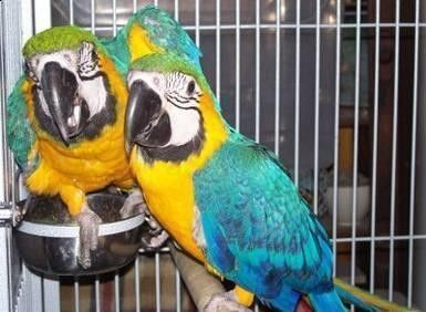 parrots and fertile parrot eggs for sale (267) 368