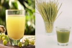 Amla Juice Vs Wheatgrass Juice comparision, Amla Juice Vs Wheatgrass Juice, amla juice vs wheatgrass juice for fatty liver, Study