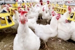 Bird flu USA outbreak, Bird flu 2024, bird flu outbreak in the usa triggers doubts, Flu
