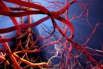 Blood Vessels Stretch research, Blood Vessels Stretch health check, how far can blood vessels stretch if laid out end to end, Sachin tendulkar