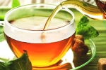 chamomile tea, anti-bacteria, is consuming tea linked to immunity, Harvest