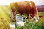 Cow Milk, Cow Milk India, ten health benefits of consuming cow milk, Older people