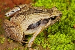 South Indian Frog Mucus Kills Flu Virus, Frog Mucus Kills Flu Virus, south indian frog mucus kills flu virus, Fungal pesticides South Indian Frog Mucus Kills Flu Virus, Frog Mucus Kills Flu Virus, south indian frog mucus kills flu virus, Fungal pesticides