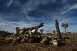 shutdown, Joshua Tree National Park, joshua tree national park may take 300 years to recover from shutdown, Camping