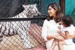 Klin Kaara, Klin Kaara latest, klin kaara meets her namesake tigress on second birthday, Film