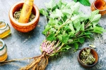Lemon Balm benefits, Lemon Balm research, all about lemon balm and its health benefits, Holistic health