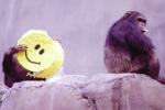 Science, Smiles, smiles originated 30 million years ago, Grimace
