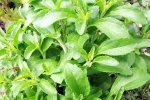Stevia for blood sugar, Stevia, is consuming stevia bad for blood sugar levels, America Stevia for blood sugar, Stevia, is consuming stevia bad for blood sugar levels, America