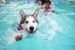 Swimming Dog Fitness, Swimming Dog Fitness tips, how can swimming boost your dog s fitness, Puppy