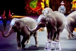 Entertainment, Wild Animals, use of wild animals for entertainment, Los angeles top story