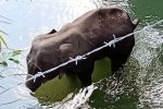 Kerala elephant, Kerala elephant, whole nation mourned at elephant s death in kerala, Ratan tata