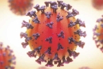 Coronavirus symptoms, Coronavirus on other organs, coronavirus is not related to respiratory system says study, Body organs